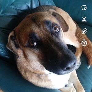 Meet your Posher, Abby